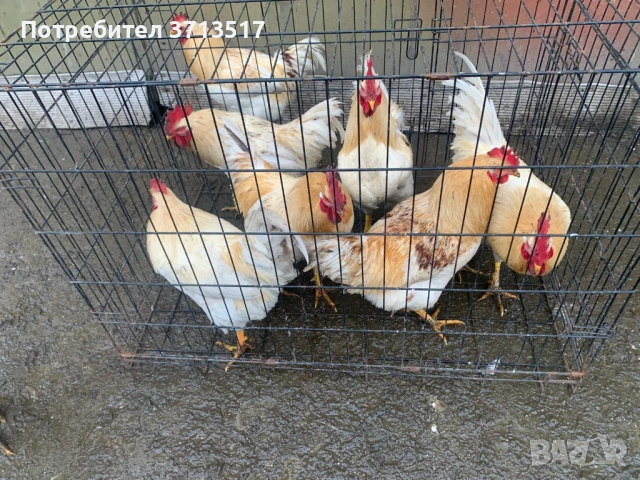  Домашни петли 20лв, снимка 3 - Кокошки и пуйки - 53255990