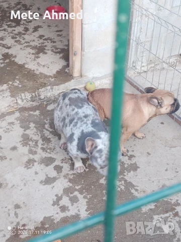 Лилак Tан Мерле за РАЗПЛОД, снимка 7 - Френски булдог - 47040237