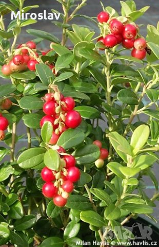 Боровинка(Червена Перла), снимка 8 - Градински цветя и растения - 40307152