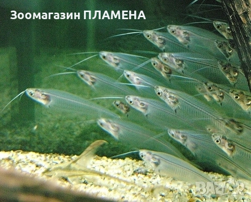 Ново зареждане на видове риби , снимка 8 - Рибки - 53468418