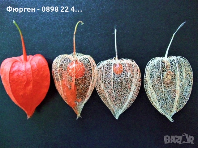 Физалис (Мехунка) – Студоустойчива разновидност, снимка 3 - Разсади - 52229433