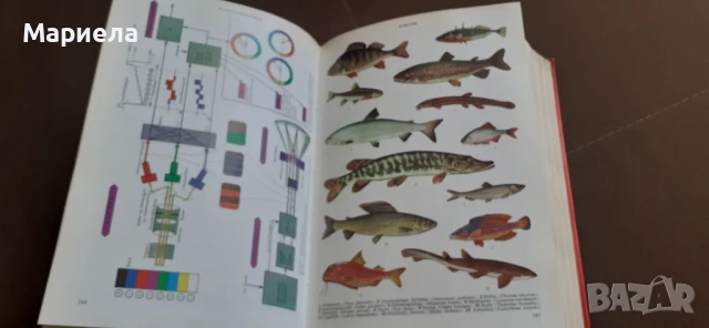 Немска енциклопедия , снимка 8 - Енциклопедии, справочници - 50830154