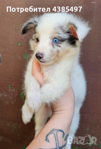 Момче Шелти мини Коли , снимка 4 - Коли - 53650176