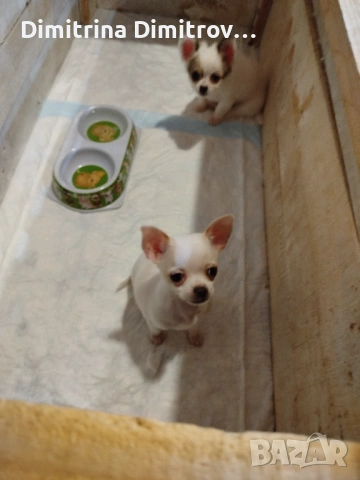 Женски мини чихуахуа