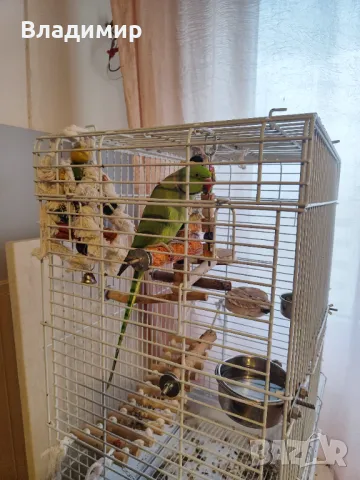 Малък Александър , снимка 4 - Папагали - 49040205