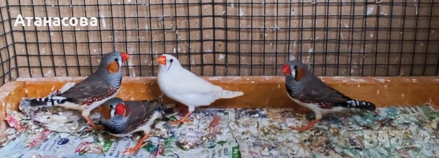 Зеброви Амадинки финки Варна, снимка 5 - Амадини - 42100147