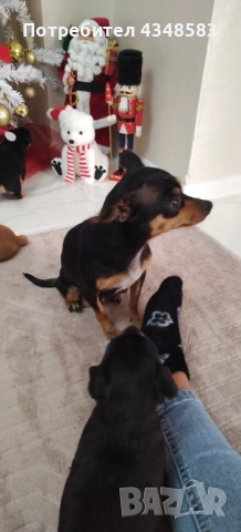 Пинчер, снимка 5 - Пинчер - 52846934