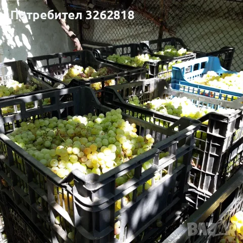 Грозде за Вино и Ракия. Мускат Отонел и Траминер