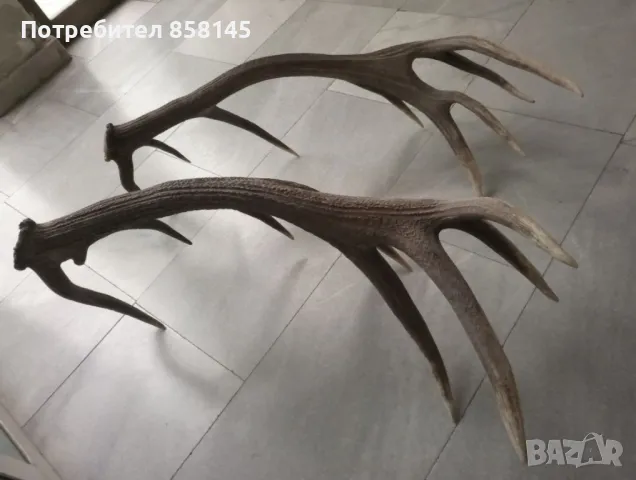 Рога от благороден елен, снимка 3 - Антикварни и старинни предмети - 50062175