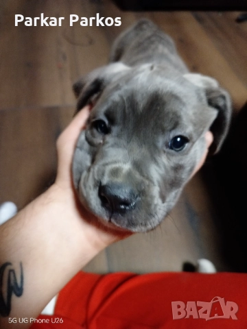 Кане Корсо Елит, снимка 2 - Кане корсо - 52405759