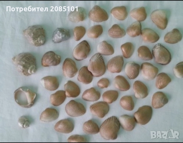 Миди и рапани лакирани