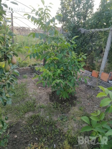 орехи, снимка 1