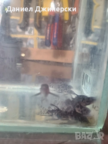 сом Коридорас (тигрово сомче), снимка 5 - Рибки - 53299050