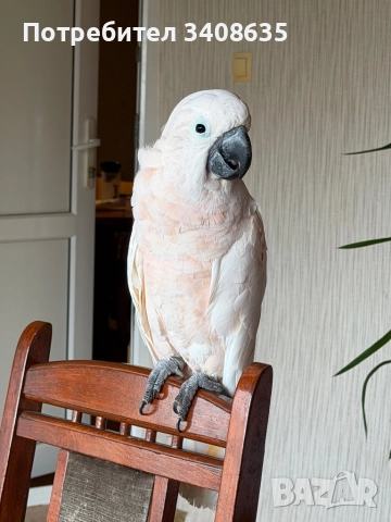 Папагал , снимка 2 - Папагали - 52532685
