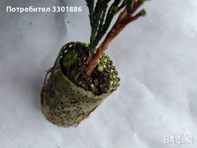 Лейланди, Cupressocyparis leylandii, в мултипалети. 20-30cm., снимка 2 - Разсади - 48092695