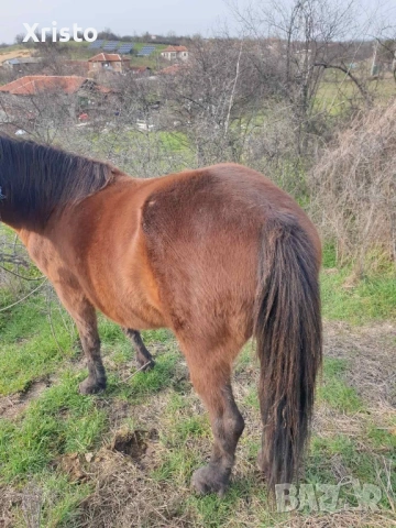 Продавам кобила , снимка 2 - Коне - 53724471