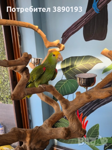 Папагал амазона , снимка 1