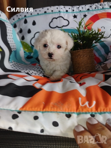 предлагам малтийска болонки 