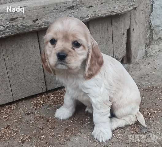 Кокер шпаньол Страхотни , снимка 2 - Кокер шпаньол - 53677652