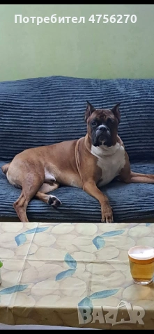 Малки кученца- Боксер, снимка 10 - Боксер - 53726288