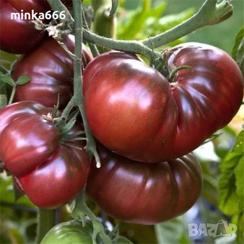 Семена за шоколадови домати, снимка 1 - Сортови семена и луковици - 44558494