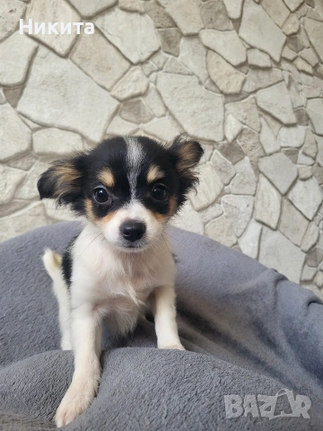 чихупинчер