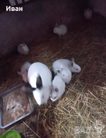 Калифорнийски зайци, снимка 2 - Други - 53247734