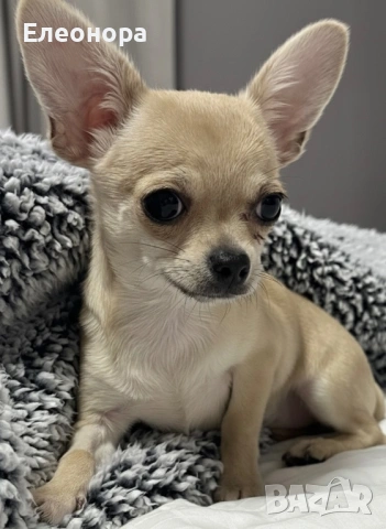 Топ Мини Чихуахуа Момиченце, снимка 3 - Чихуахуа - 53360843