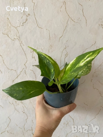 Епипремнум