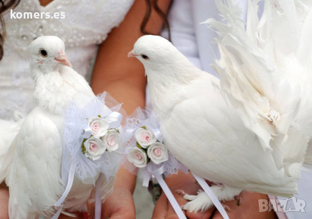  Бели гълъби  за сватби, тържества, ритуали и церемонии, снимка 1 - Гълъби - 36188439