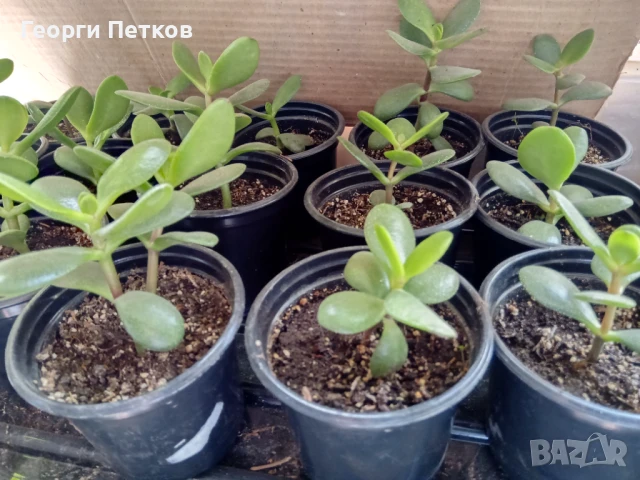 Дървото на живота-Красула. Стайно цвете, снимка 5 - Стайни растения - 50747828