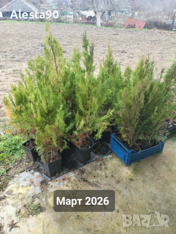 източна туя, снимка 6 - Разсади - 45492030