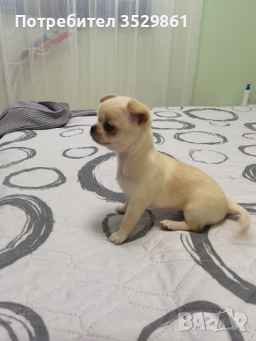 Мини чихуахуа , снимка 3 - Чихуахуа - 52501515