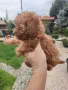 Пудел Той/Poodle Toy, снимка 4