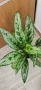 Аглаонема "Амелия" , снимка 2