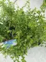 Ceanothus (Калифорнийски люляк), снимка 2