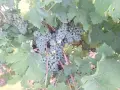 Продавам винени сортове грозде, снимка 4
