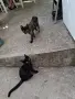 Малки бездомни котета, снимка 4