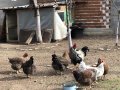 Кокошки катунски, снимка 11