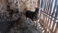 коч Лакон с лоши навици, снимка 1