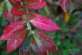Oгнен храст - Euonymus alatus, снимка 3