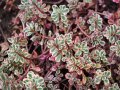 Sedum Spurium Tricolor (Седум Триколор), снимка 2