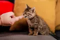 Подаряваме малко женско коте, снимка 2