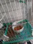 диамантени Гугутки , снимка 4