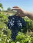 Продавам грозде: Мерло, Памид, Мавруд, Евмолпия, снимка 2