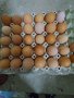 Продавам оплодени яйца от кокошки брама, снимка 1 - Кокошки и пуйки - 40527665