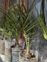 Финикова палма-фурма , снимка 4