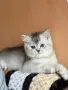 Мъжки котарак за разплод, снимка 5