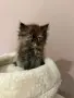 Персийски котенца , снимка 8