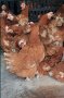 продавам кокошки носачки  за яйца ломан браун, снимка 1 - Кокошки и пуйки - 44419325